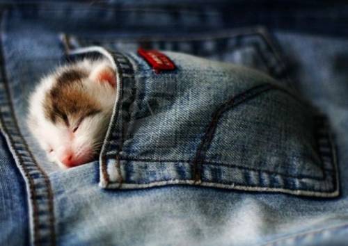 子猫の可愛い赤ちゃん