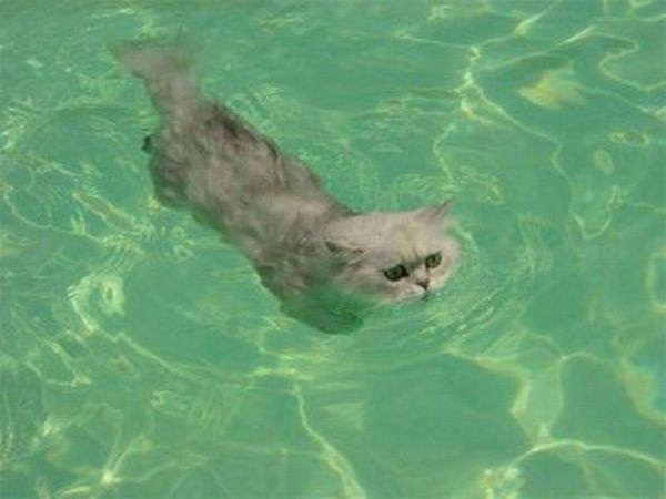 猫は水が苦手は嘘？？水泳を楽しんでいるかもしれない可愛い猫達の写真