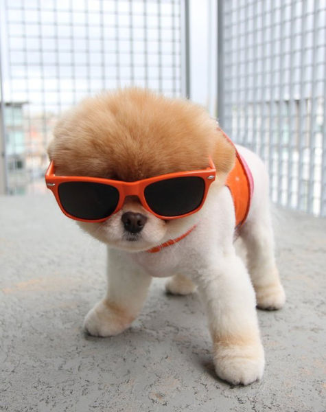 世界一可愛い子犬のBoo