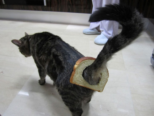 「ちょっと飼い主！何やってんの！」と思わなくもない犬・猫たちの写真