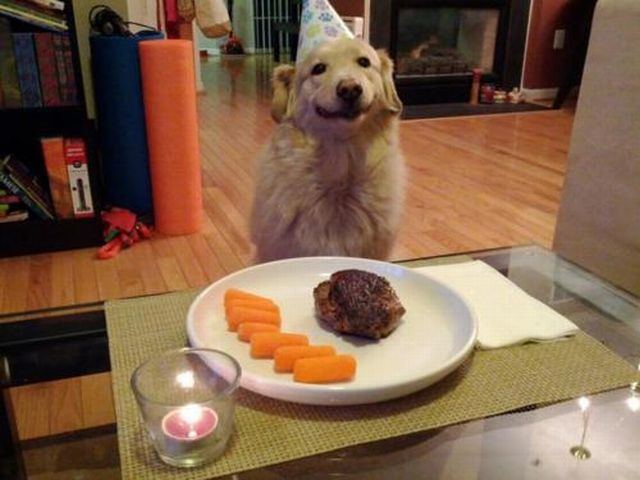 可愛い動物たちの画像が集まった写真