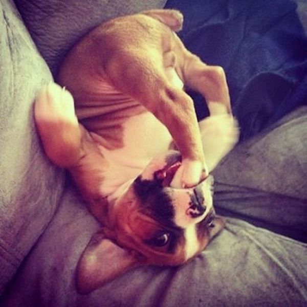 家具の間にはまっている犬と猫の可愛い写真