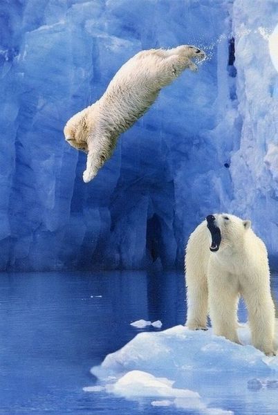 可愛い動物たちの画像が集まった写真