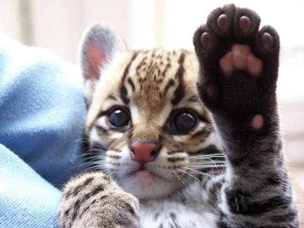 動物たちの「ハイタッチ」が可愛すぎる写真