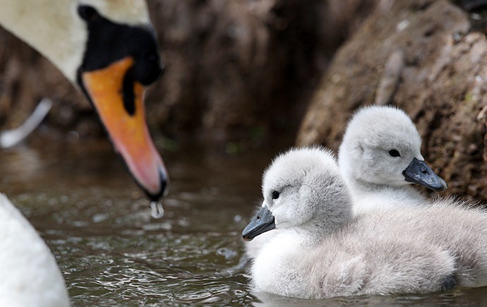 かわいい白鳥の子写真