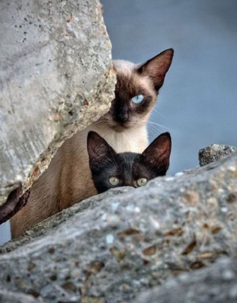 猫や犬の視線を感じる画像