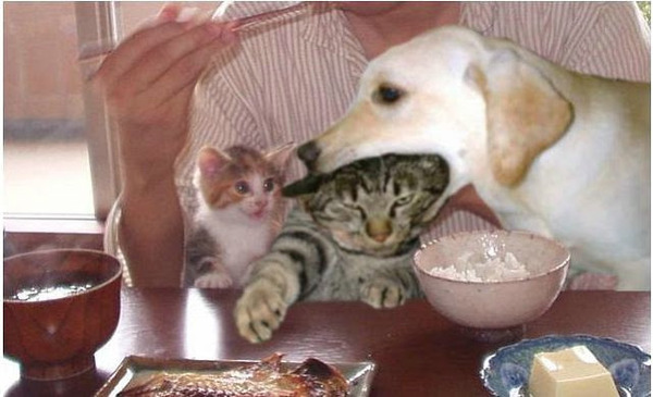本当は仲良し？犬と猫が喧嘩している写真
