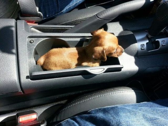 とてもキュートで可愛い動物の写真