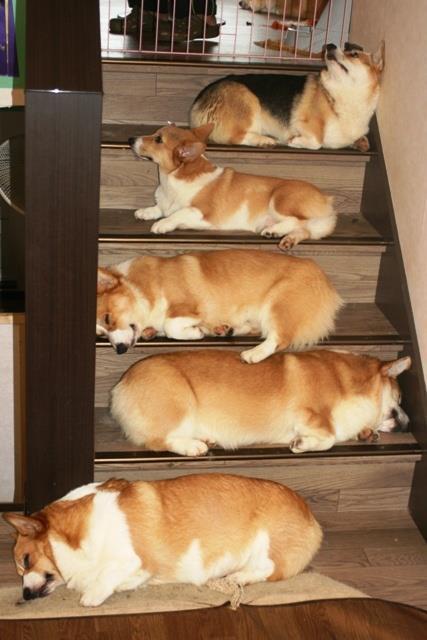 本当に可愛すぎる動物たちの写真