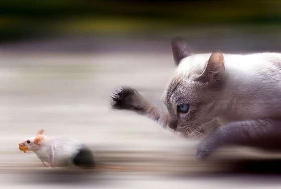 良くこんな画像を撮影したなという動物の写真
