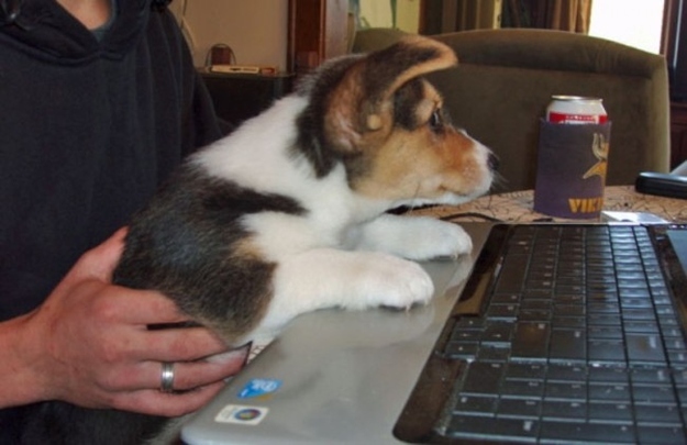 胴長のコーギー犬
