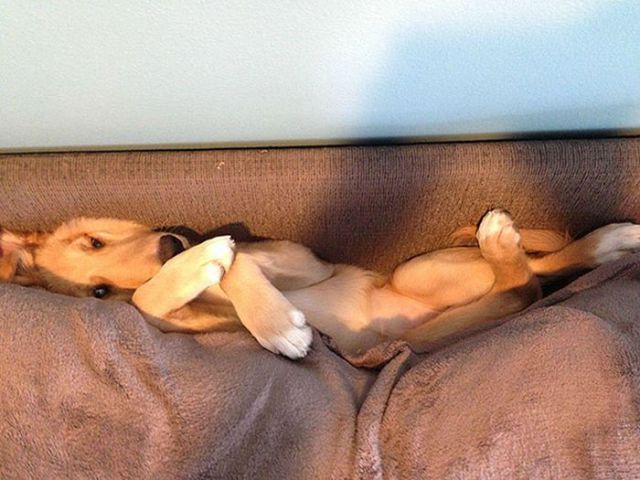 家具の間にはまっている犬と猫の可愛い写真