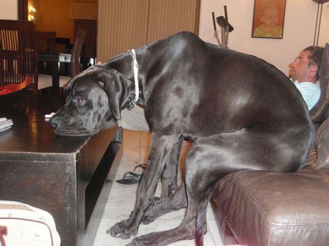 家具の間にはまっている犬と猫の可愛い写真