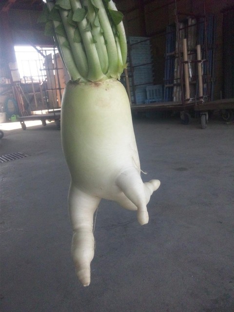走る大根