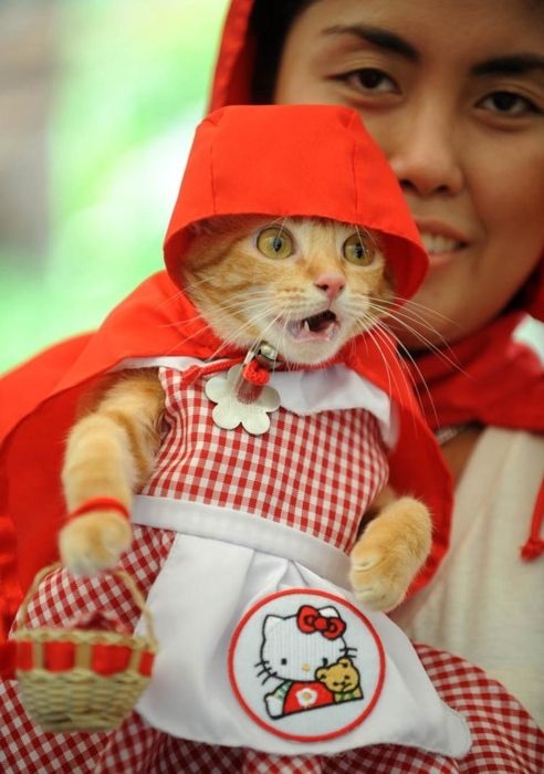 コスプレが似合いすぎるオシャレ犬・猫の写真