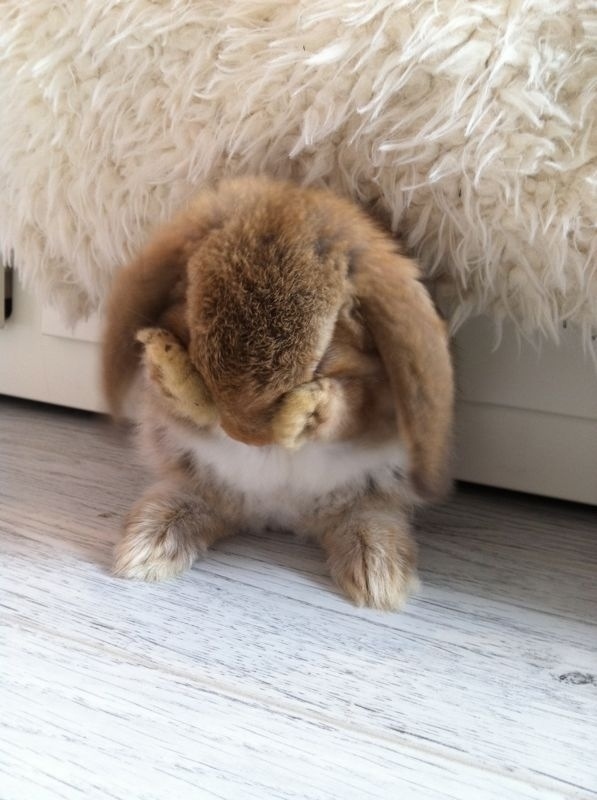 かくれんぼする動物が可愛すぎる写真