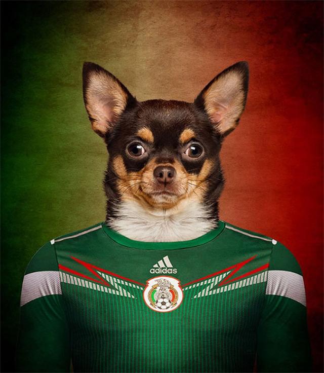 その国の犬に置き換えたポートレート写真