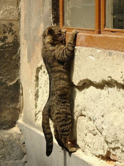 心も癒される動物の写真