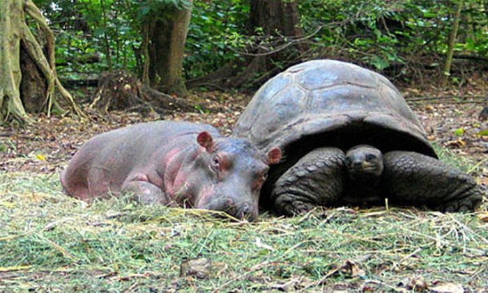 赤ちゃんカバと親友の１３０歳のカメ 