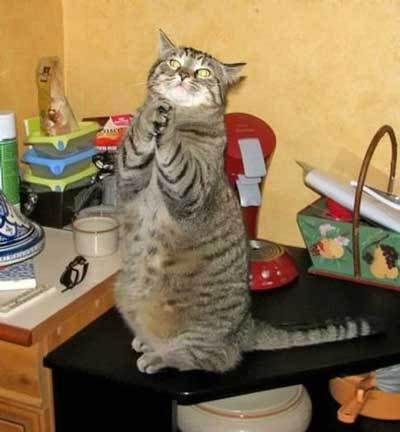 可愛い動物たちが立ち上がっていてワロタｗｗｗ写真