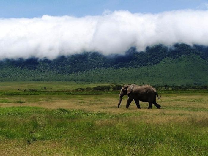 アフリカの野生動物たちの画像