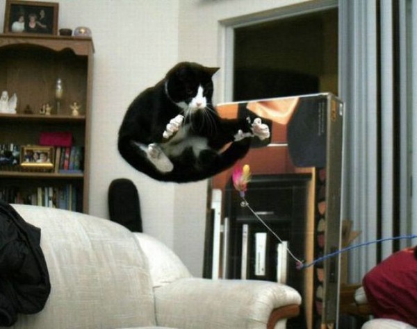 空中を飛行する可愛い猫たちの写真