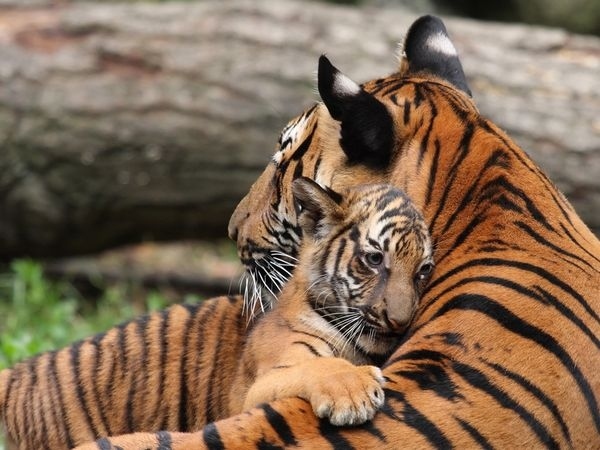 羨ましいくらいに仲のいい動物画像