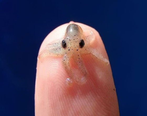 可愛すぎる動物の赤ちゃんの画像