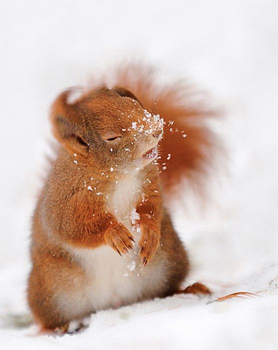 良くこんな画像を撮影したなという動物の写真