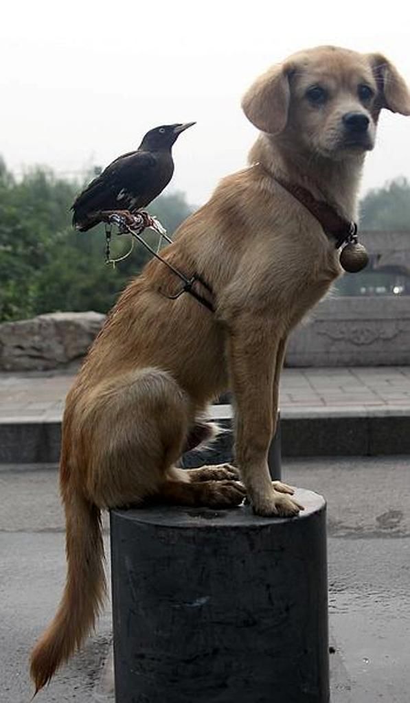 とても仲良しな動物たちの写真