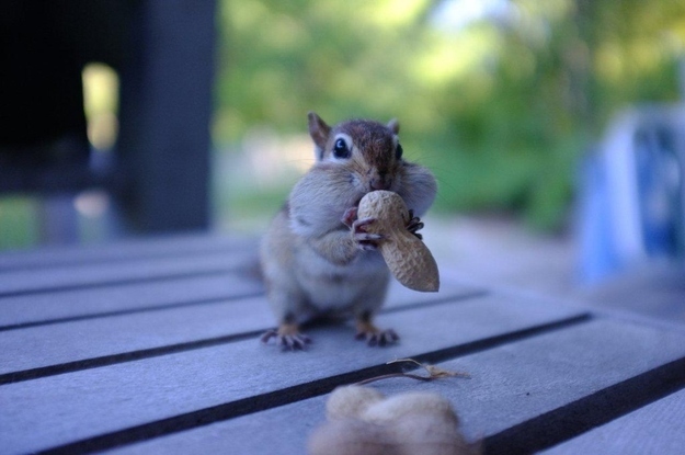 食欲のとどまるところを知らないシマリス