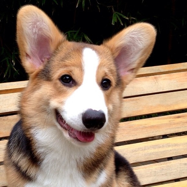 やっぱり可愛いコーギー犬