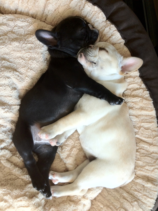 羨ましいくらいに仲のいい動物画像