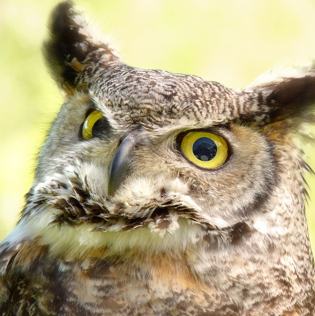 可愛いフクロウさんの写真