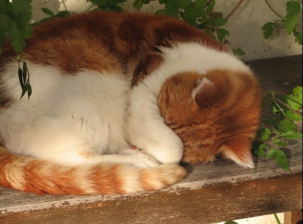 眠りについた可愛い猫の画像が可愛すぎる写真