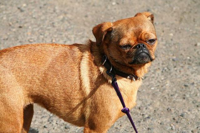 愛嬌ありすぎるミックス犬の写真