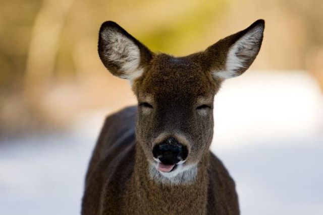 本当に可愛すぎる動物たちの写真
