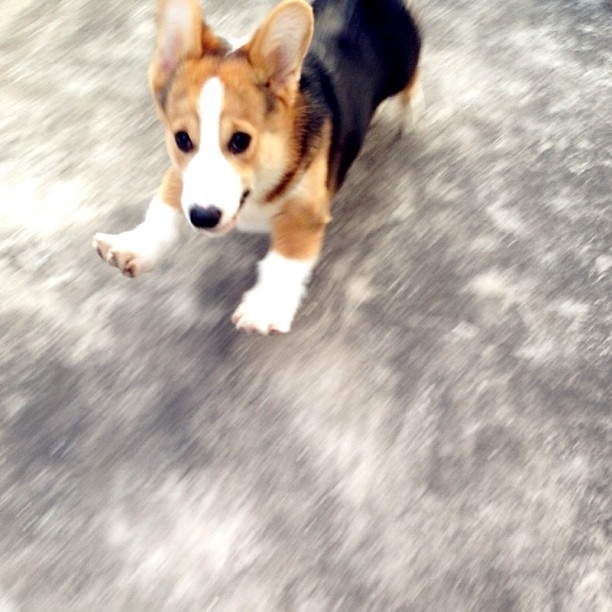 やっぱり可愛いコーギー犬