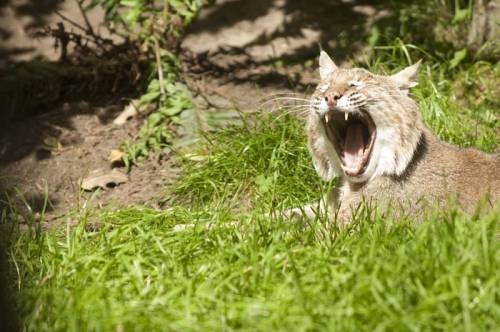 動物たちの可愛いあくび