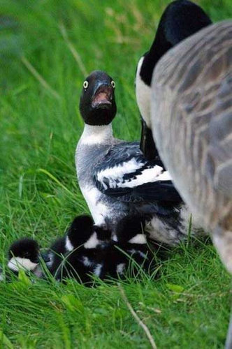 驚きを隠せない動物たちの写真