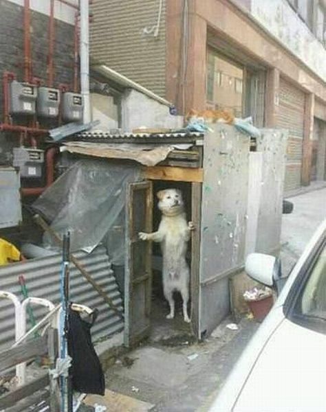 可愛い動物たちの画像が集まった写真