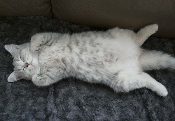 猫が寝ている姿が本当に可愛らしい写真