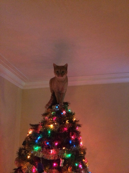 ちょっと笑えるクリスマスの写真