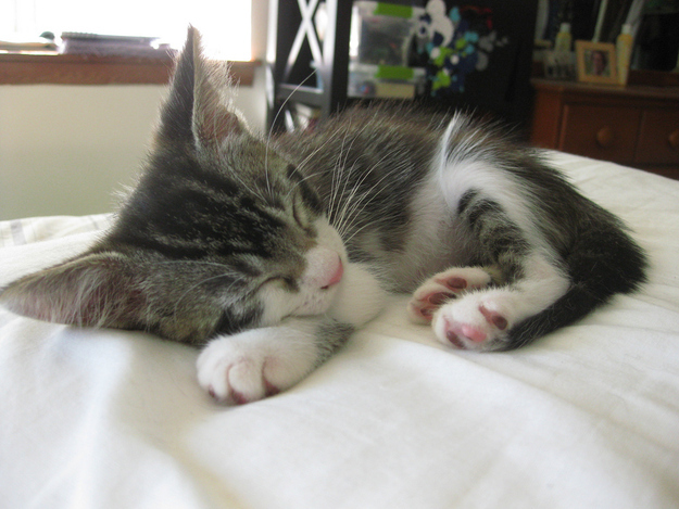 見るとやる気がなくなっていく眠る猫の画像