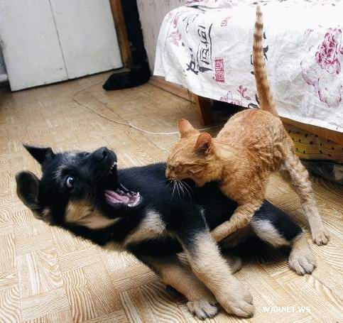 本当は仲良し？犬と猫が喧嘩している写真