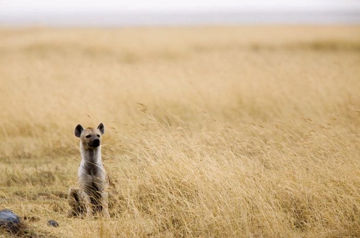 アフリカの野生動物たちの画像