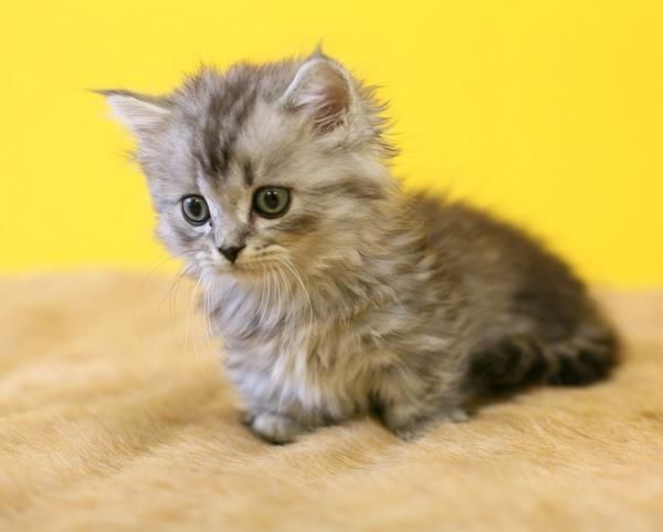 可愛すぎる！猫マンチカンの可愛い写真