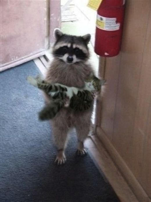 思わず微笑んでしまう可愛い動物達の写真