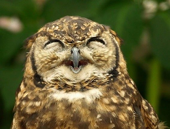 可愛いフクロウさんの写真