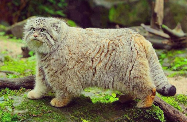 カッコイイポーズをとる動物の写真